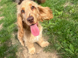 Show cocker spaniel