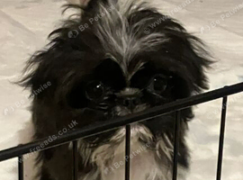 4 beautiful pugzu puppies