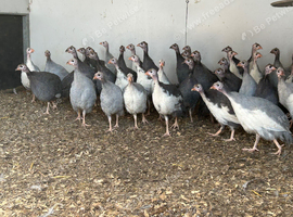 Guinea fowl keets