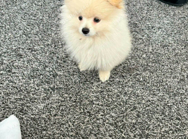 Cedi pomeranian