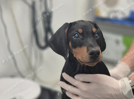 KC reg Dobermann puppy (READY)
