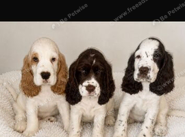Beautiful full show cocker spaniels