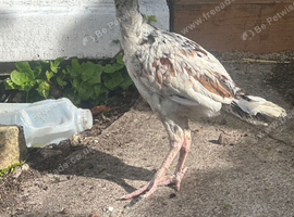 Aseel chicken