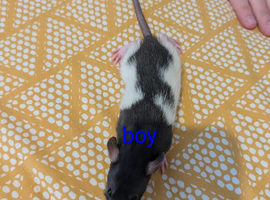 10 baby dumbo/rex rats very sweet natured