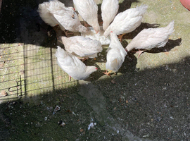 &pound;22 each chickens for sale