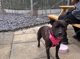 Staffordshire Bull Terrier