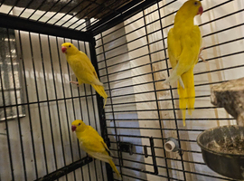 Lutino ringneck