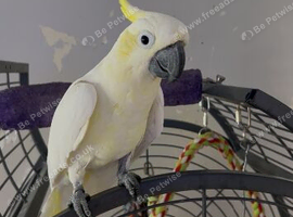 Sulphur crested cockatoo very tame loves coming to you she's 29yrs young Talks wistles shouts barks in Manchester
