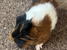 2 baby guinea pigs 5weeks old