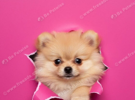 Pomeranian puppy&rsquo;s