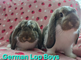 Rare Pure German Lop ☆silly tame