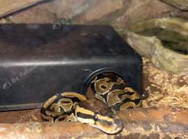 normal royal python