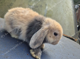 Holland lops ready to go now, 8 week old