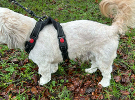 2 year old male for Stud