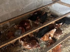 Pol lowman hens