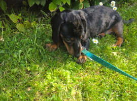 Male 5half months old