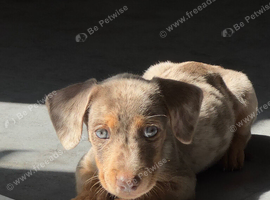 Beautiful miniature Dachshund
