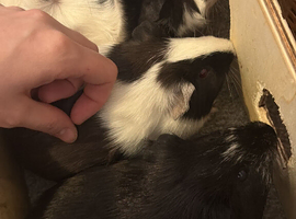 trio male guinea pigs