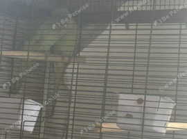 2 young ring necks and cage