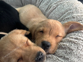 Labrador Retriever puppies