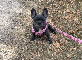 Blue French Bulldog puppy