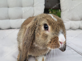 Beautiful Mini lop looking good a home