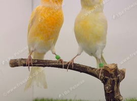 2 yellow dimorphic hens proven