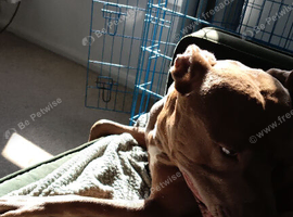 Ginger and white staffordshire bull terrier call tyson