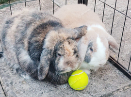 2 Rabbits looking for home Nottingham &pound;60 Each but both &pound;100