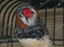 Zebra Finch