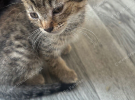 2 two kittens for sale ready to leave now