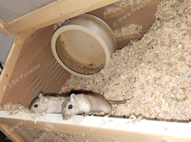 2 Female gerbils for sale