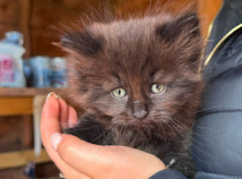 Kittens for sale