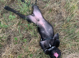 Little 4 month old puppy Roo