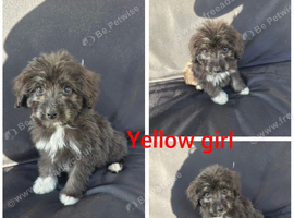 Aussiedoodles