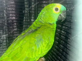 Baby Blue fronted Amazon