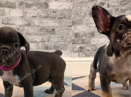 K.c French bulldog girls