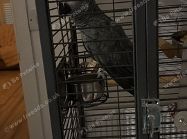 African grey hand tamed male parrot