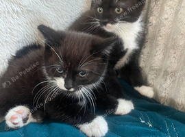 Two sister kittens