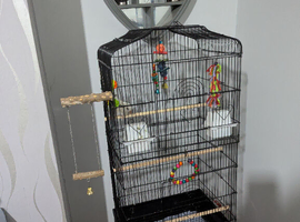 White quaker parrot