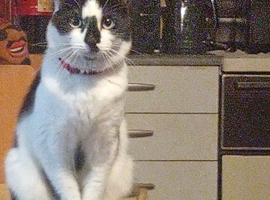Cat for sale