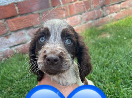 Beautiful cocker spaniel puppies. READY NOW!!