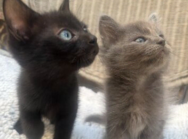 Ragdoll Maine coon cross kittens