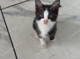 british shorthair cross domestic