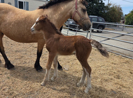 Mare & foal
