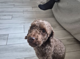 3 year old Cockapoo
