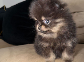 Rare Opportunity True Toy Pomeranian