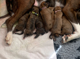 Pedigree puppies for sale