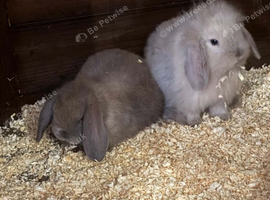 Lop lionheads females