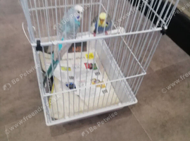 Male and female budgies